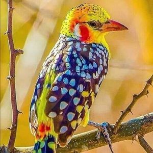 Meet your Posher, Bernardo